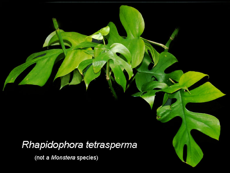 Rhaphidophora tetrasperma, Rhaphidophora tetrasperma Hook.f